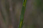 Seaside goldenrod